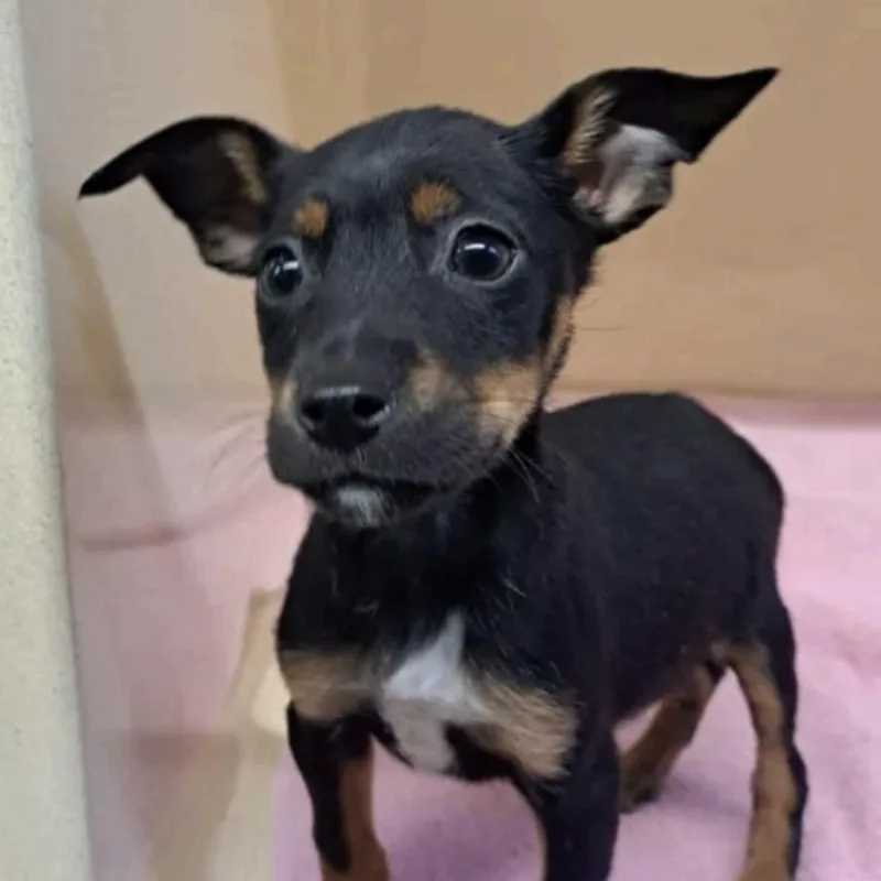 A baby medium-sized female Tricolor (Brown, Black, & White) Australian Shepherd dog named Bernie for adoption in Cedarburg, WI
