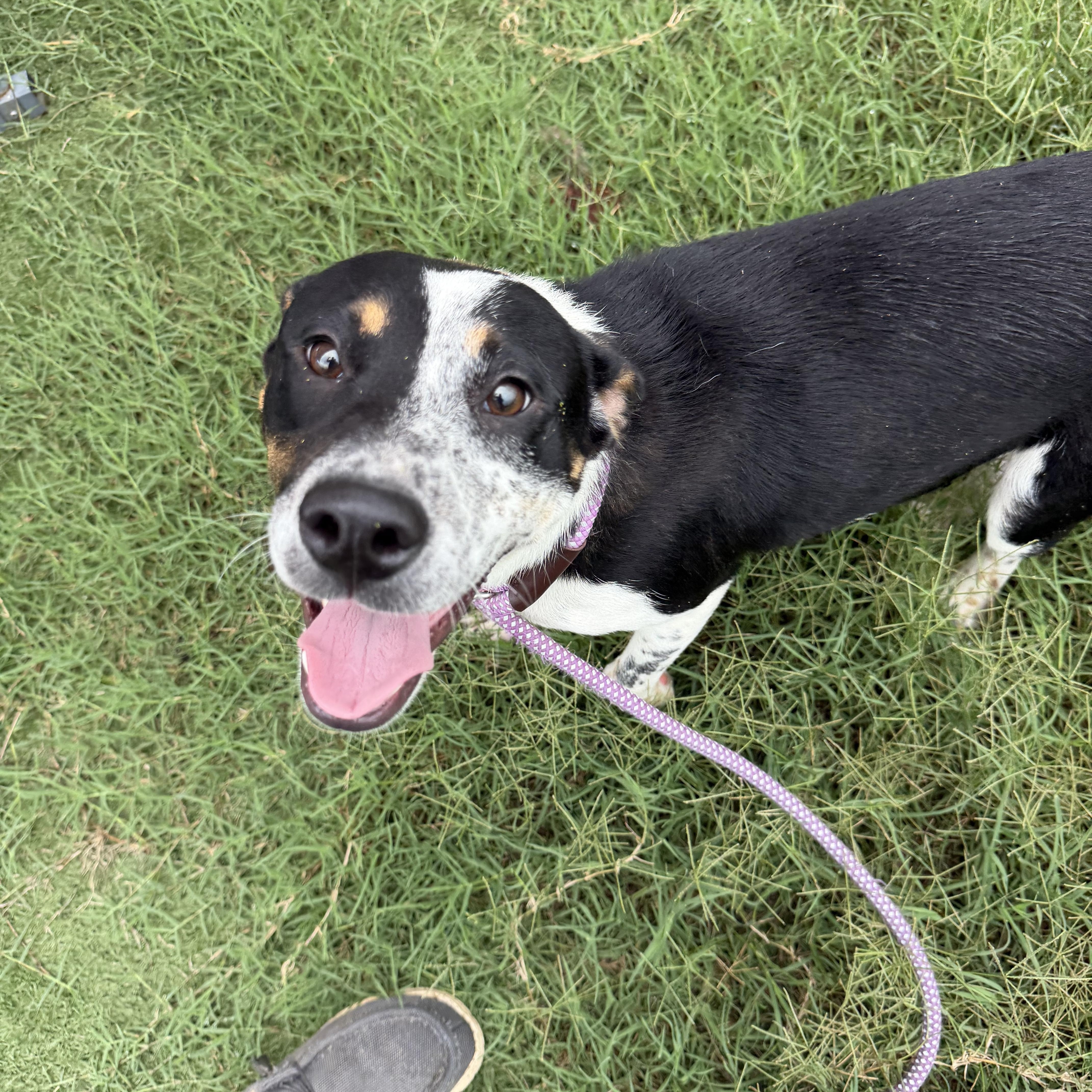 An adult medium-sized male Tricolor (Brown, Black, & White) Australian Cattle Dog / Blue Heeler dog named Scout for adoption in Albemarle, NC