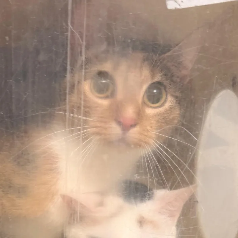A young medium-sized female Calico Domestic Short Hair cat named Yanalis for adoption in Dover, NH