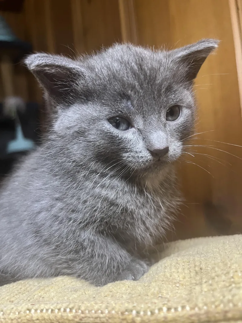 A baby medium-sized female Gray / Blue / Silver Domestic Short Hair cat named Shark for adoption in Albany, NY