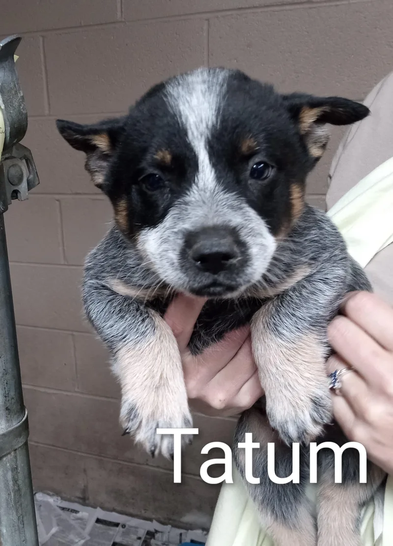 A baby medium-sized female Merle (Blue) Australian Cattle Dog / Blue Heeler dog named Tatum for adoption in Maynardville, TN