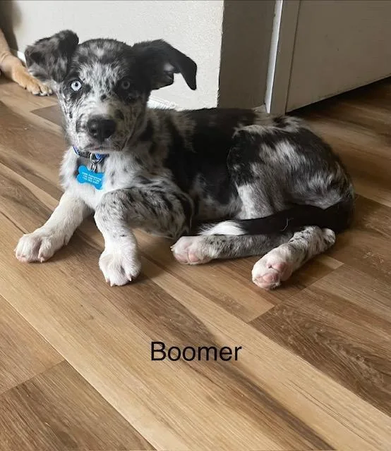 Boomer