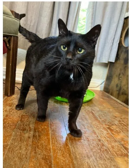 An adult medium-sized female Domestic Short Hair cat named Rezz for adoption in Richland Hills, TX
