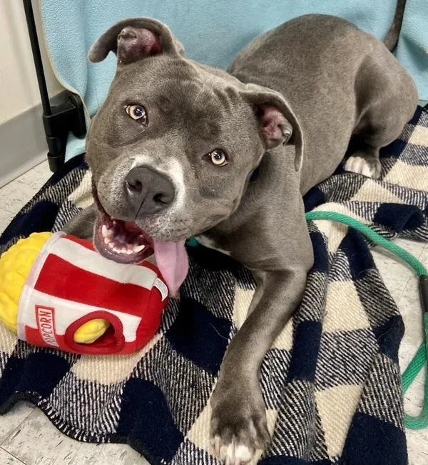 A young large-sized female Pit Bull Terrier dog named Mash for adoption in Salt Lake City, UT