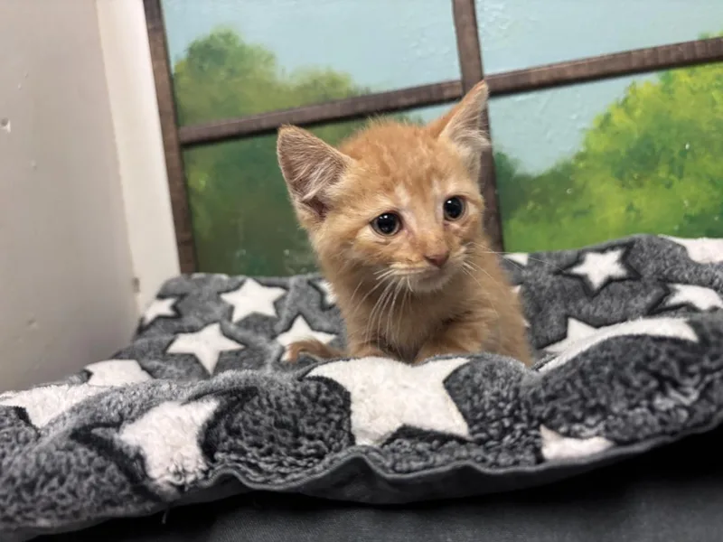 A baby small-sized male Domestic Short Hair cat named Goku for adoption in Houston, TX