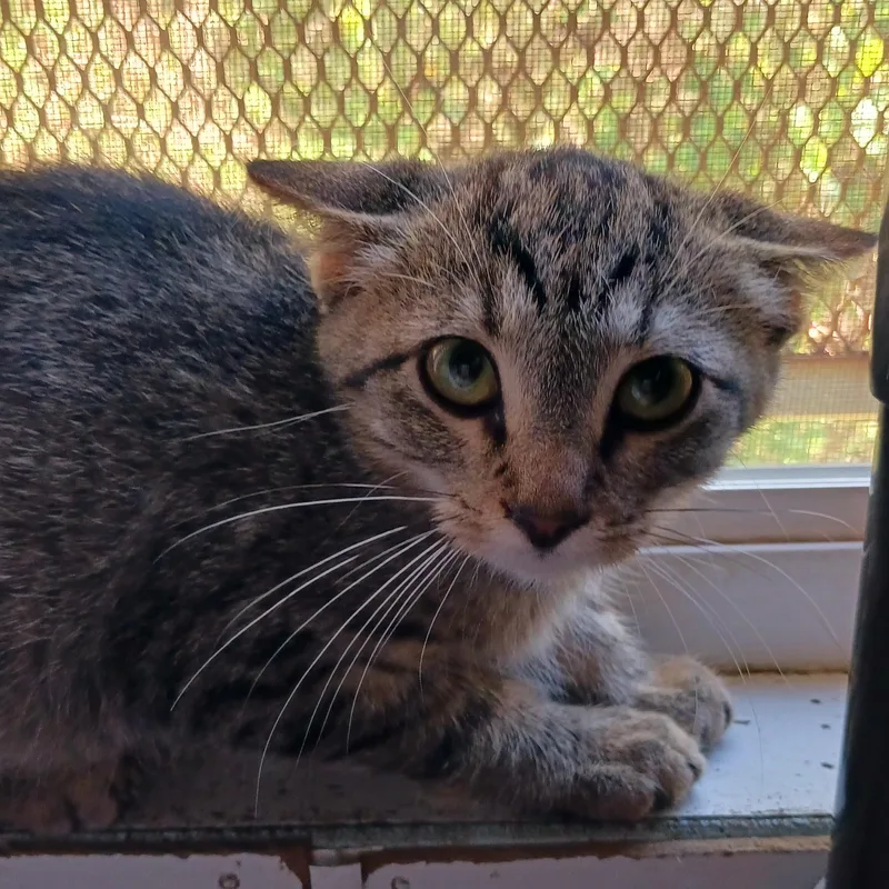 A young medium-sized female Domestic Short Hair cat named Sprinkles for adoption in Saint Marys, WV