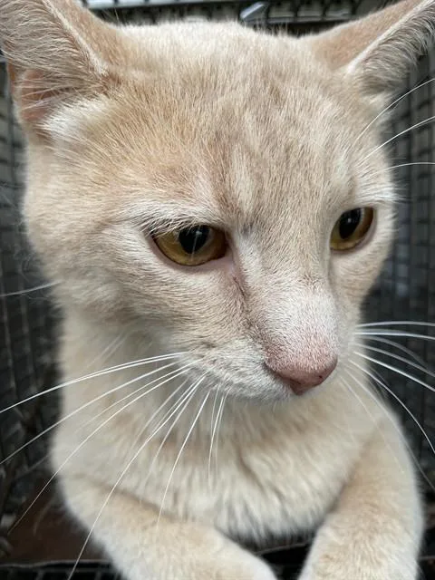 A young medium-sized male Domestic Short Hair cat named Cashew for adoption in Lees Summit, MO