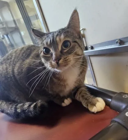 An adult medium-sized female Torbie Domestic Short Hair cat named Amira for adoption in Dubuque, IA