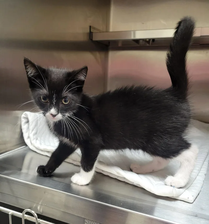 A baby medium-sized male Black & White / Tuxedo Domestic Short Hair cat named Armani for adoption in LaPlace, LA