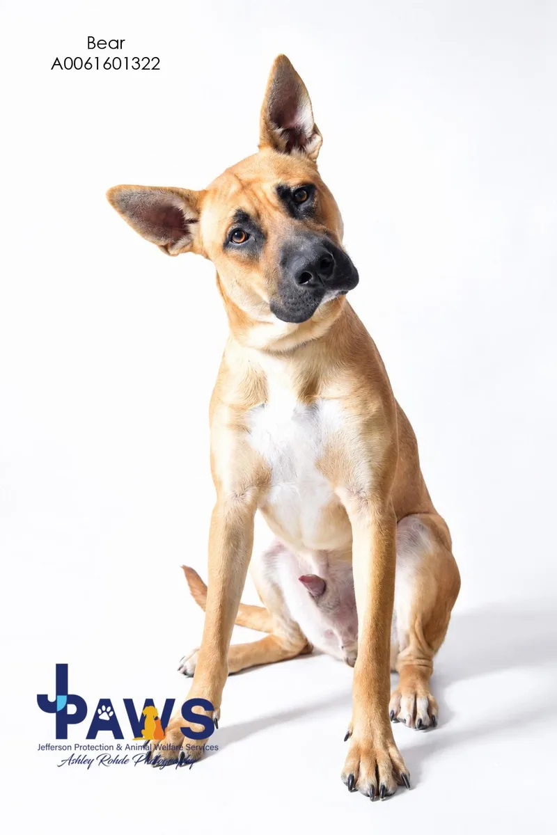 A young large-sized male Yellow / Tan / Blond / Fawn German Shepherd Dog dog named Bear for adoption in Harvey , LA