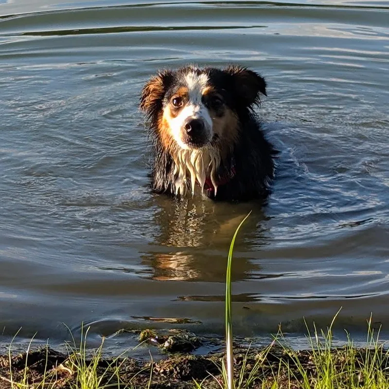 An adult medium-sized male Black Mixed Breed dog named Lenny for adoption in Edwards, IL