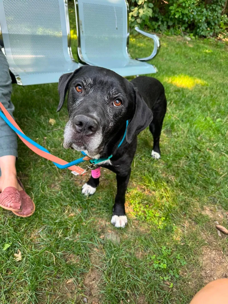 An adult medium-sized male Black Mixed Breed dog named Hudson for adoption in Ossining, NY