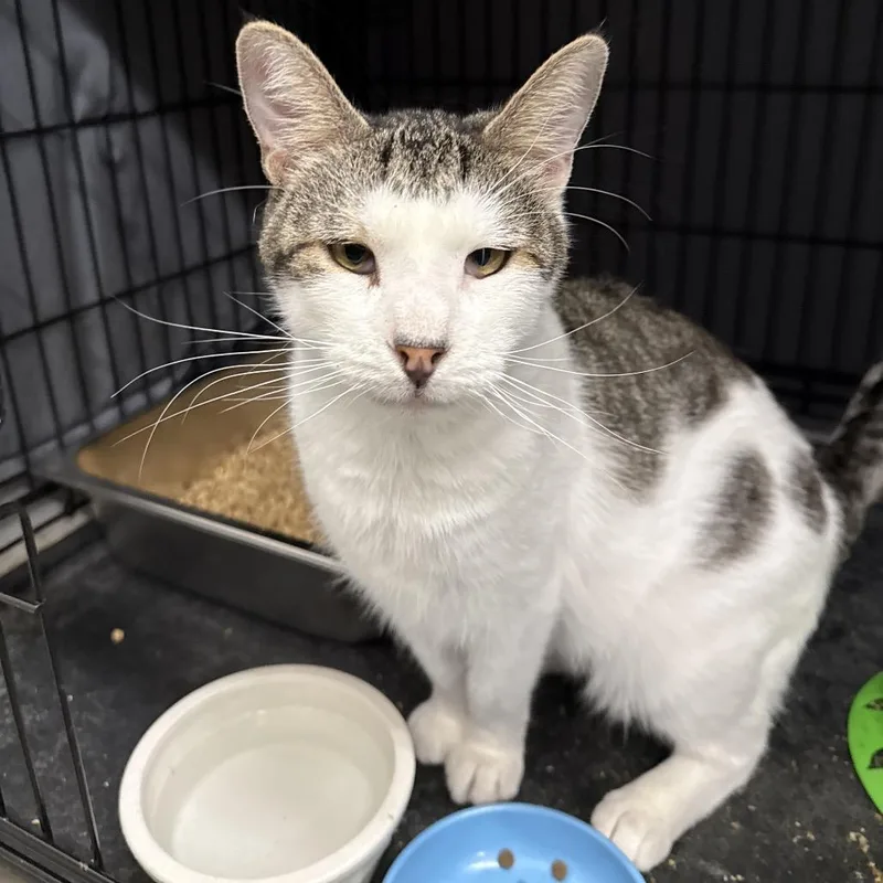 An adult large-sized male Domestic Short Hair cat named Anthony for adoption in Bismarck, ND