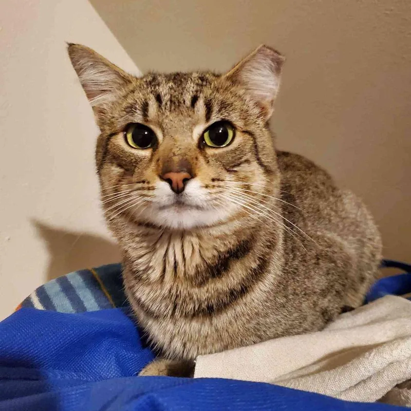 A senior medium-sized male Domestic Short Hair cat named Kirkland for adoption in Port Angeles, WA