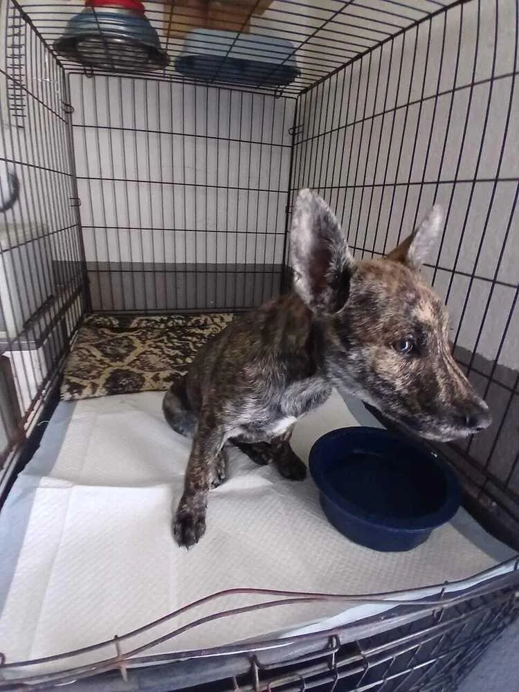 A baby small-sized female Brindle Dutch Shepherd dog named Bubbles for adoption in Bonita, CA