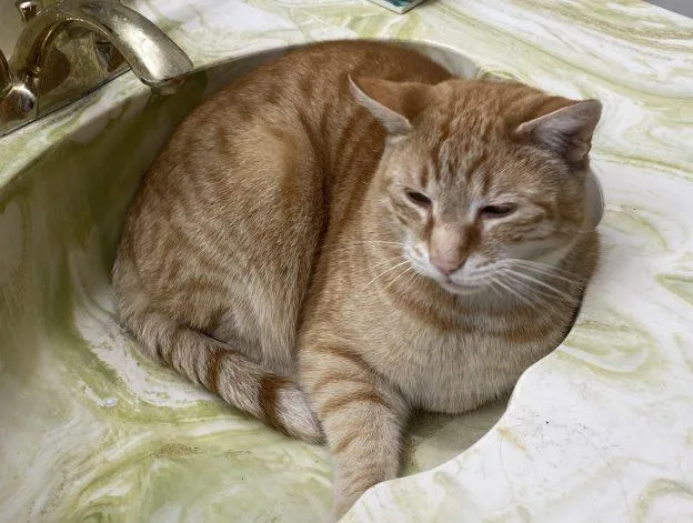 An adult medium-sized male Tabby (Orange / Red) Domestic Short Hair cat named Cheeto for adoption in Anchorage, AK