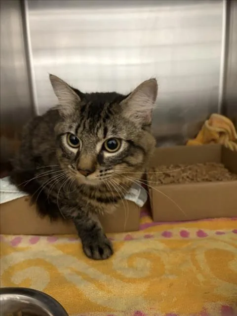 An adult medium-sized male Brown / Chocolate Domestic Short Hair cat named Good Sam for adoption in Woodland, CA
