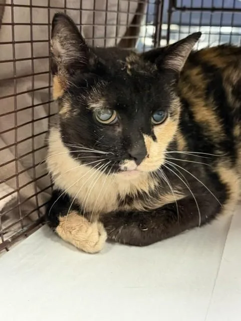 An adult small-sized female Domestic Short Hair cat named Cali for adoption in Miami, FL
