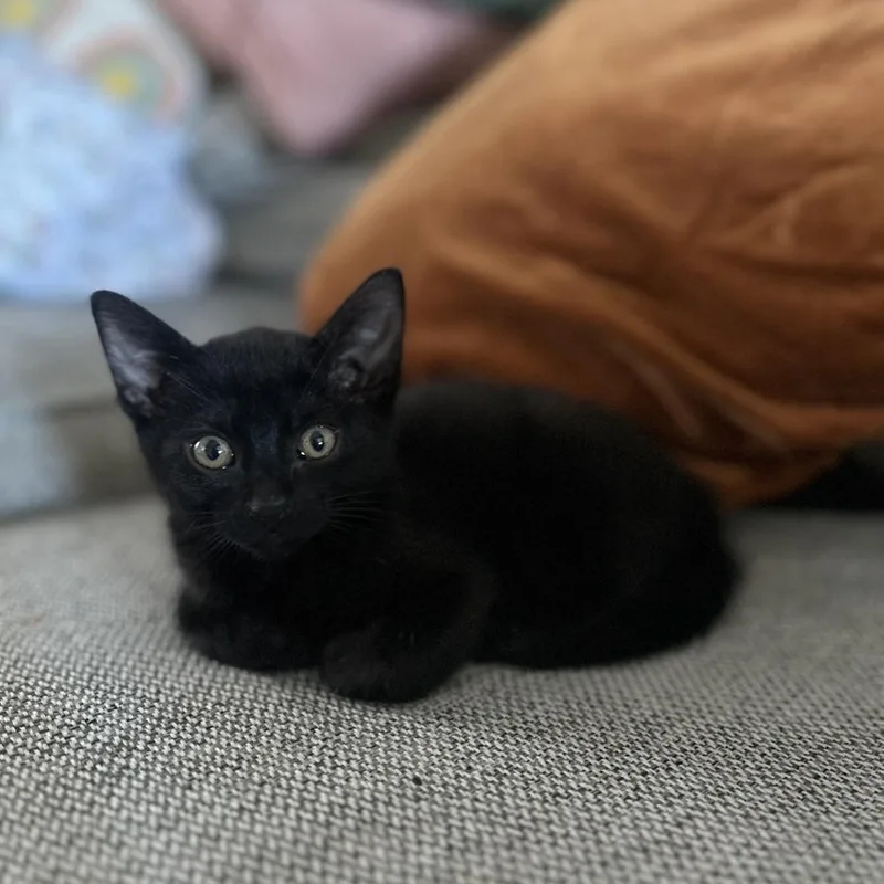 A baby medium-sized male Black Bombay cat named Loki for adoption in Fresno, CA