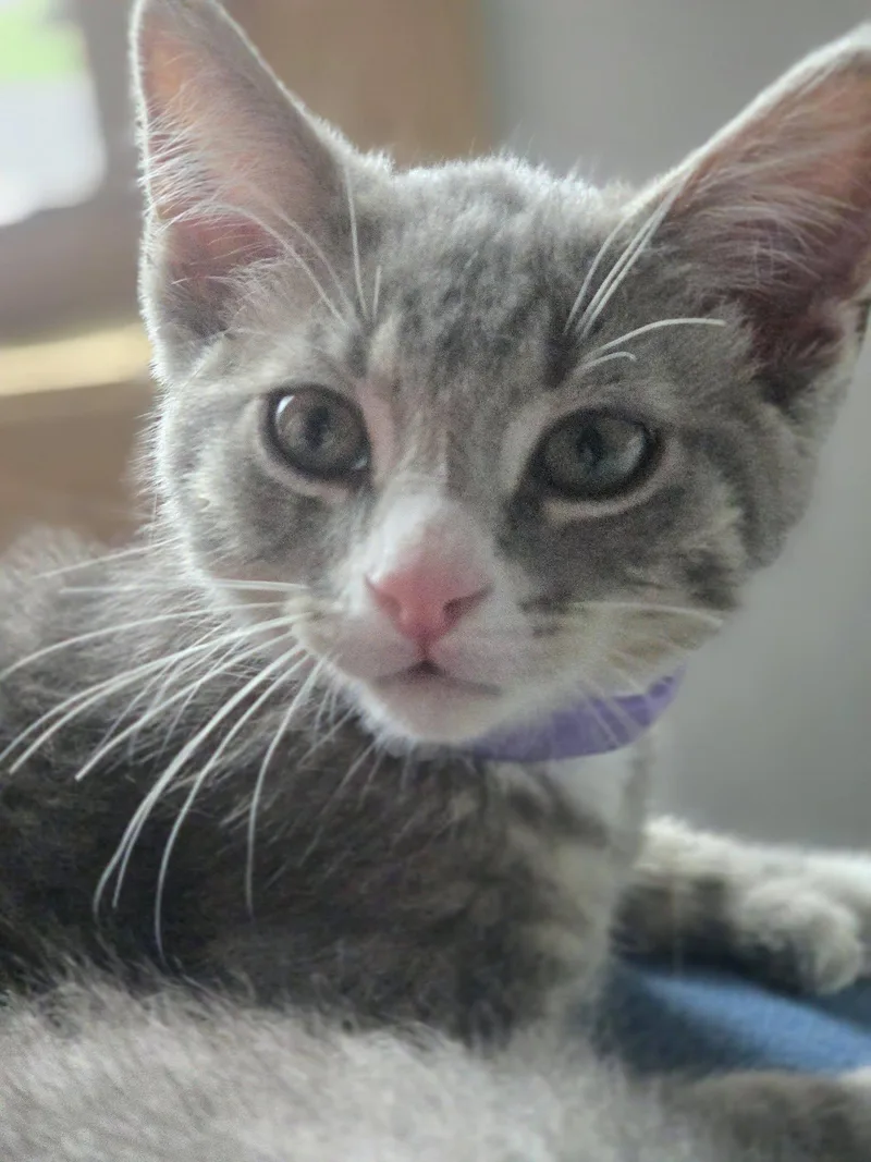 A young medium-sized male Tabby (Gray / Blue / Silver) Domestic Short Hair cat named Sumac for adoption in Rochester, NY