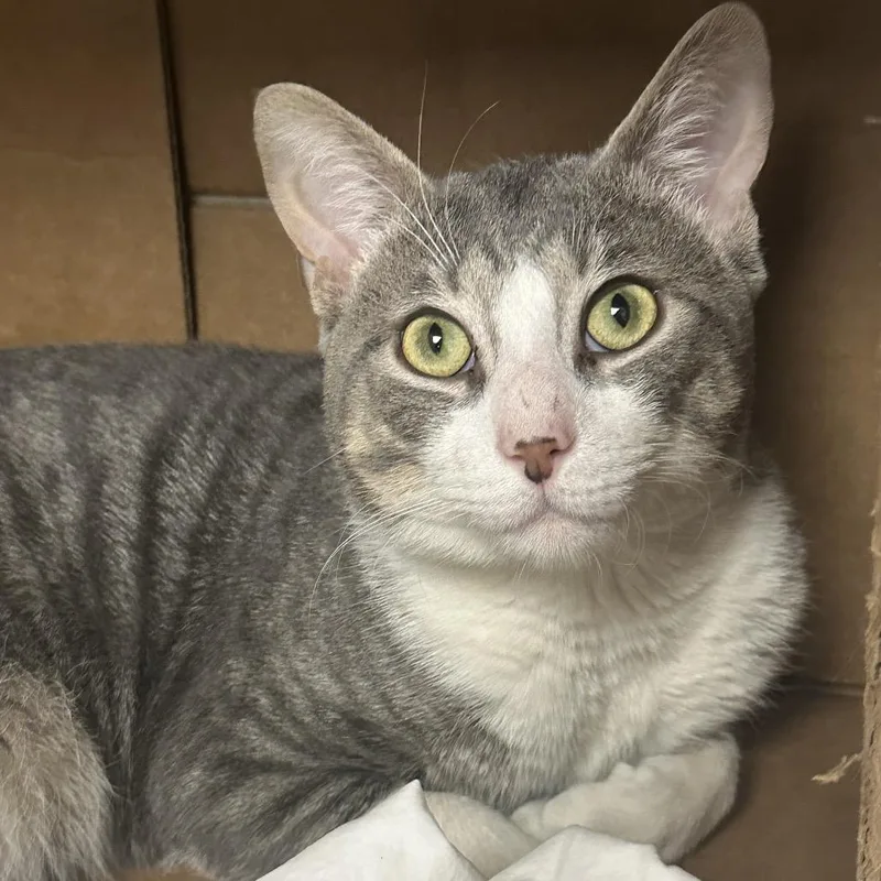 Mr. Smith thumbnail 3