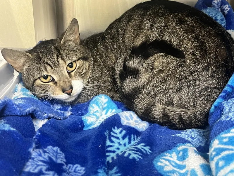 An adult medium-sized male Tabby (Brown / Chocolate) Domestic Short Hair cat named Shy Ty for adoption in Mendham, NJ