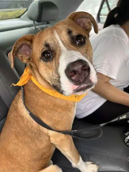 An adult large-sized male Yellow / Tan / Blond / Fawn Mixed Breed dog named Morris for adoption in Kansas City, MO