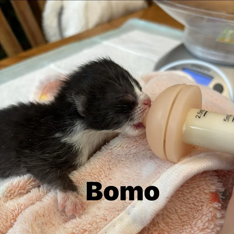 Bomo thumbnail 2