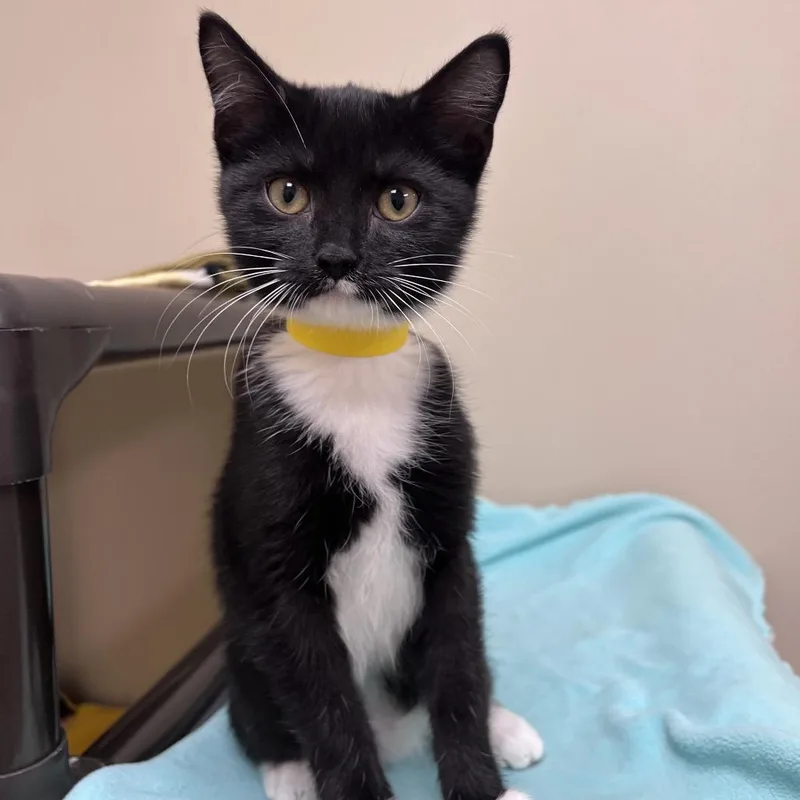 A baby small-sized female Black Domestic Short Hair cat named Starr for adoption in Arlington Heights, IL
