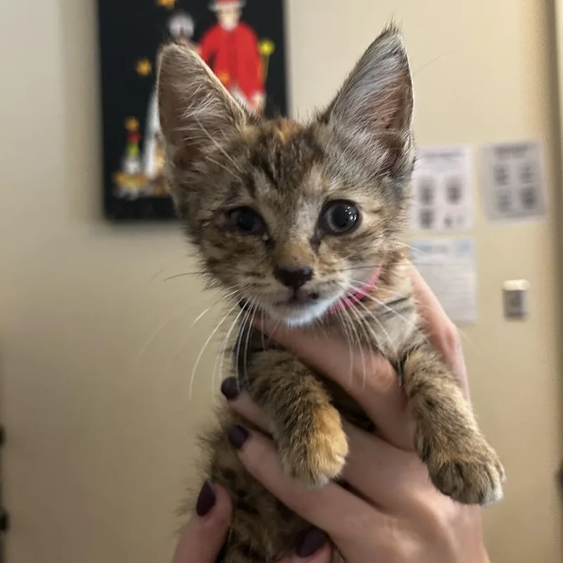 A baby small-sized female Torbie Domestic Short Hair cat named Cafe Latte for adoption in Chattanooga, TN