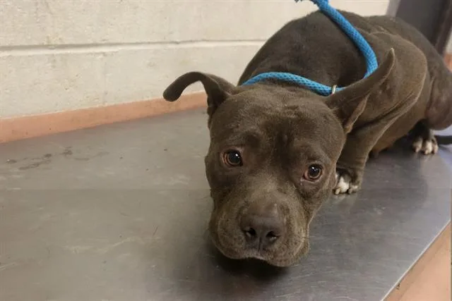 An adult medium-sized female Mixed Breed dog named Annie for adoption in Columbia, SC