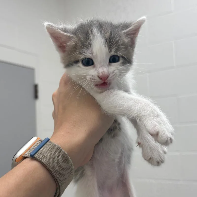 A baby small-sized male Gray / Blue / Silver Domestic Short Hair cat named Cricket for adoption in Corpus Christi, TX