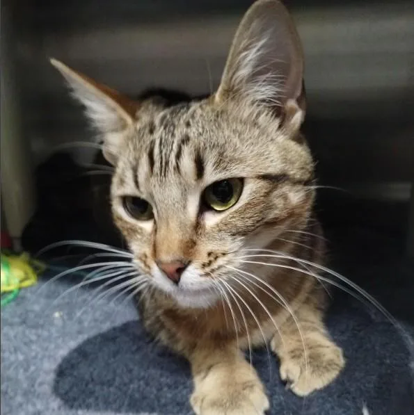 A young small-sized female Domestic Short Hair cat named Mai for adoption in Alameda, CA