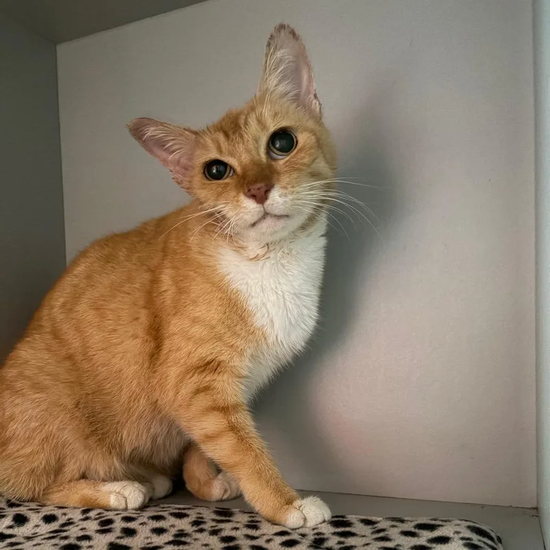 An adult medium-sized female Orange / Red Domestic Short Hair cat named Creamsicle for adoption in Sarasota, FL