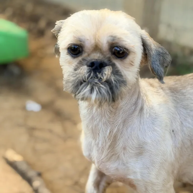 An adult small-sized female Shih Tzu dog named Mopsy for adoption in Houston, TX