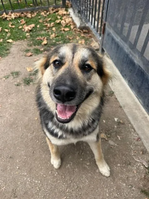 A young medium-sized female German Shepherd Dog dog named Bellie for adoption in Riverside, CA