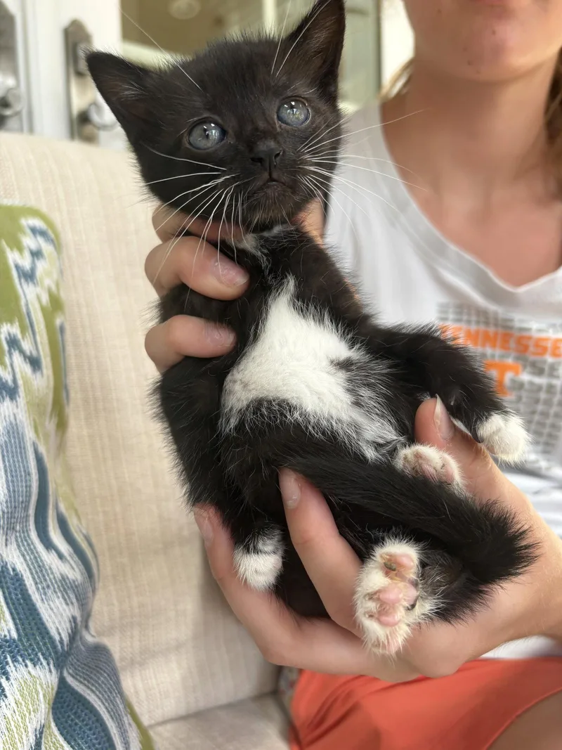 A young medium-sized female Domestic Short Hair cat named Saluda for adoption in Camden, SC