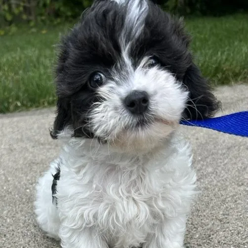 A baby small-sized female Shih Tzu dog named Daisy for adoption in Cincinnati, OH