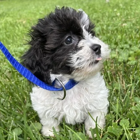 Daisy thumbnail 4