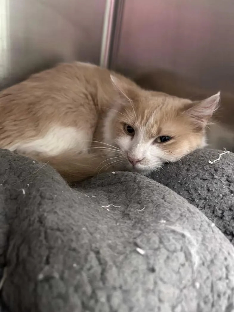 An adult medium-sized female Orange & White Domestic Medium Hair cat named Miss Daisy for adoption in Greensboro, NC