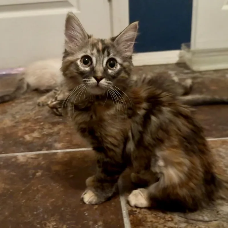 A baby small-sized female Torbie Domestic Long Hair cat named Libby for adoption in Las Vegas, NV