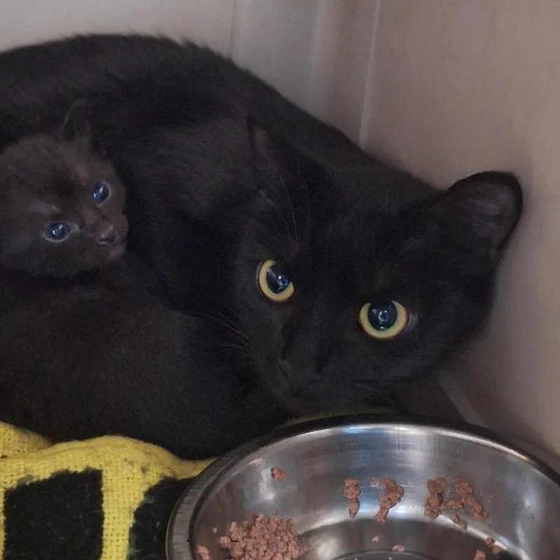A young medium-sized female Domestic Short Hair cat named Jumble for adoption in Flagstaff, AZ