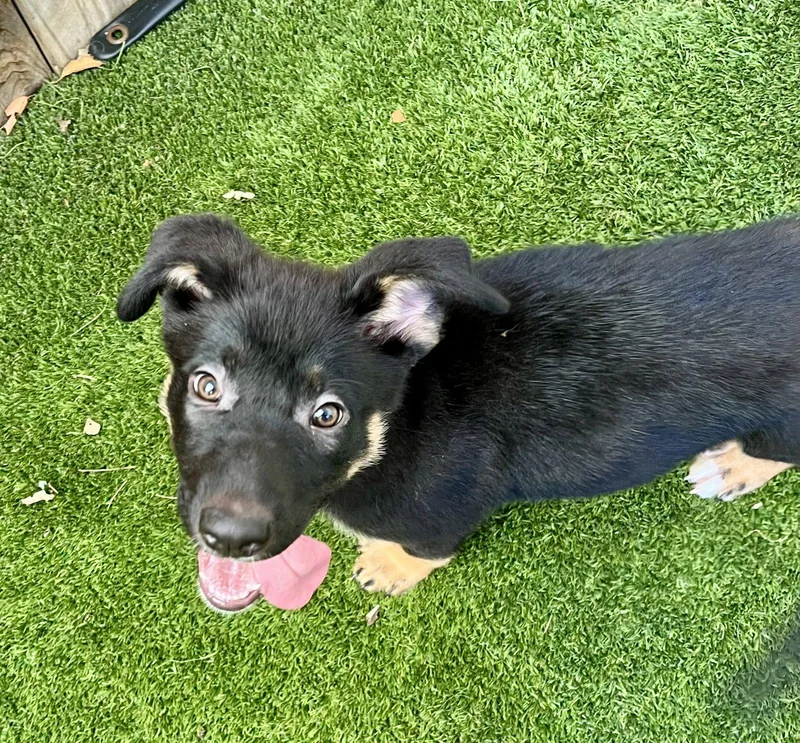 A baby large-sized female Shepherd dog named Mary Kate for adoption in Mission Viejo, CA