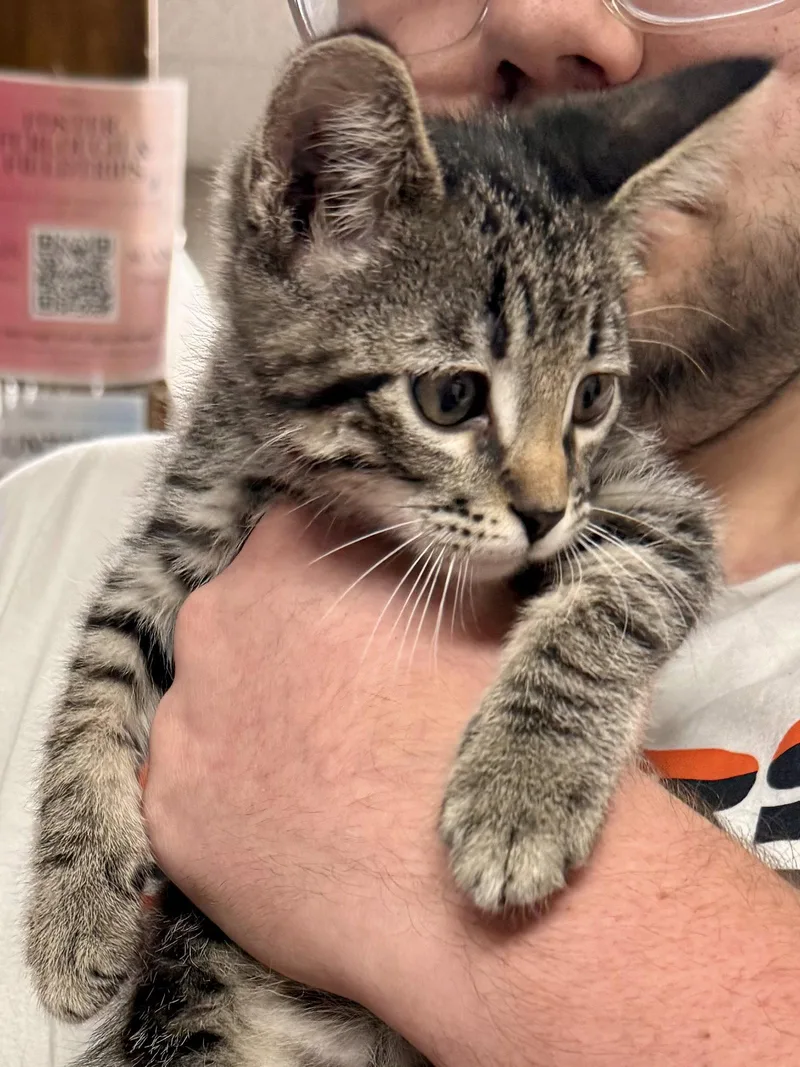 A baby medium-sized male Domestic Short Hair cat named CAT Vinny for adoption in GILBERTS, IL