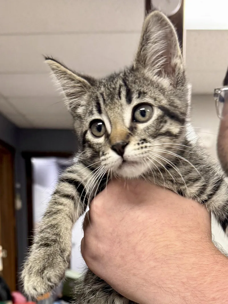 CAT  Vinny thumbnail 3