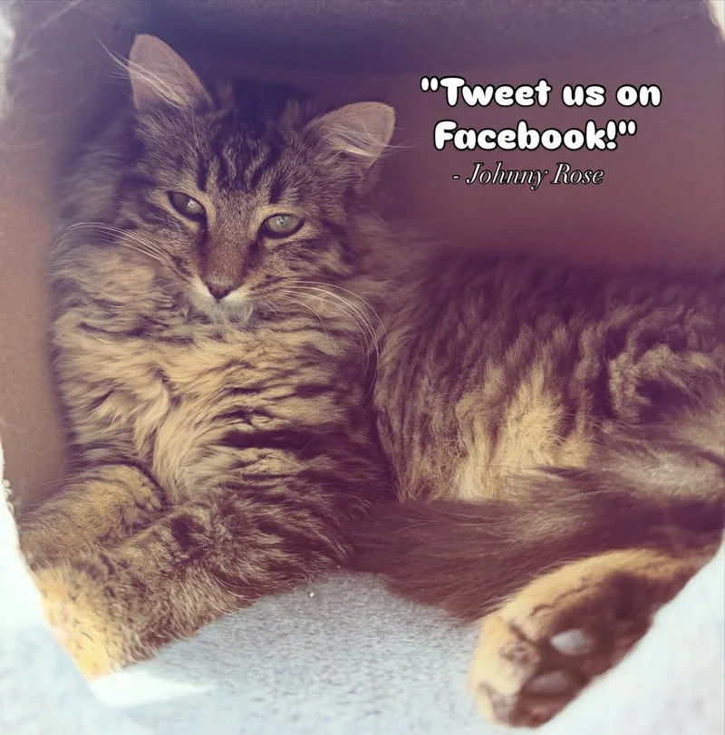 A baby medium-sized male Brown / Chocolate Tabby cat named Schitt's Creek:  Johnny for adoption in Warren, CT