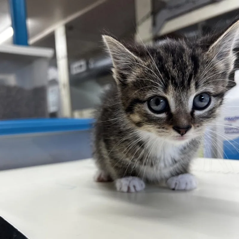 A baby small-sized female Brown / Chocolate Domestic Short Hair cat named Poppy for adoption in Harrisville, WV
