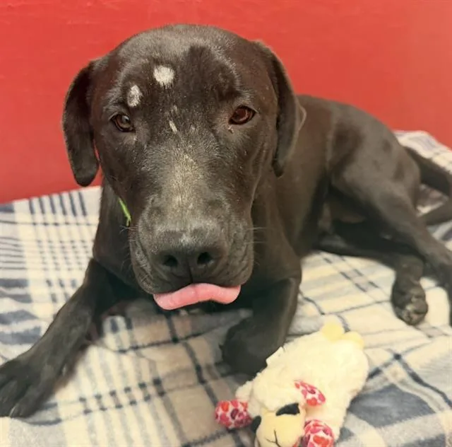 A young medium-sized female Pit Bull Terrier dog named Faye for adoption in Tucson, AZ