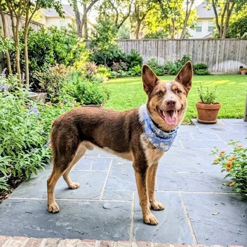 A young medium-sized male Merle (Red) Australian Cattle Dog / Blue Heeler dog named Amazing Aggie for adoption in Houston, TX