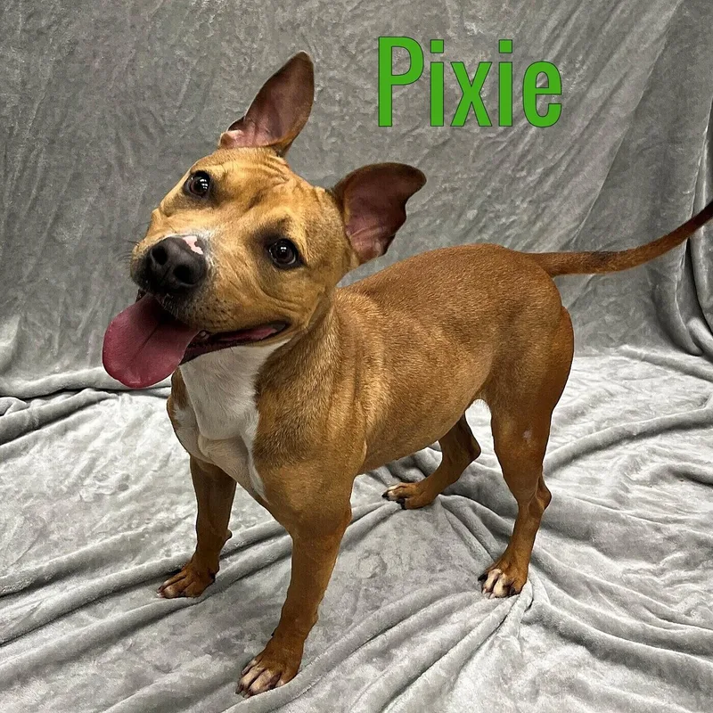 An adult medium-sized female Brown / Chocolate Mixed Breed dog named Pixie for adoption in Pleasantville, NJ